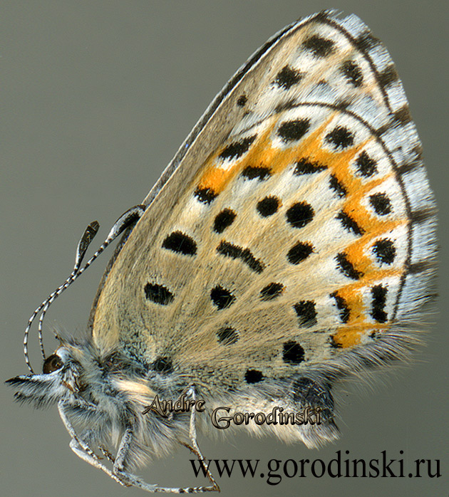 http://www.gorodinski.ru/lycaenidae/Sinia lanty hoenei.jpg